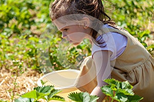 Little girl picking strawberries in the field on a summer day