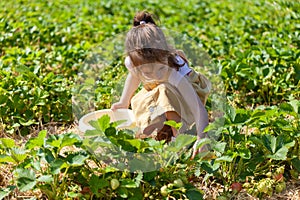 Little girl picking strawberries in a strawberry field in the summertime