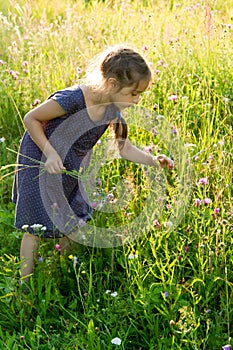 Little girl picking wild flowers on the meadow