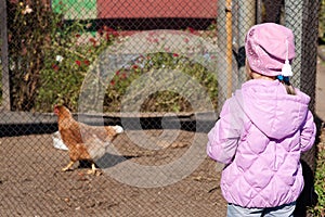 Little girl in a pink jacket looks at the chicken