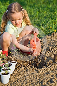 Little girl planting tomato seedlings