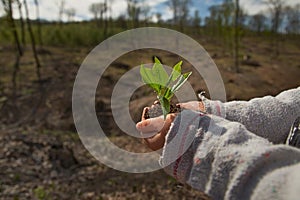 little girl planting young tree, concept save world . young plant in hands outdoors. Ecology concept