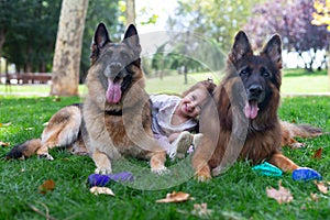 Little girl playing with German Shepherd dogs in the park