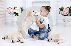 Little girl playing with Puppies Retriever