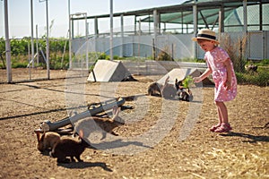 Little girl playing with rabbits on a sunny summer or spring day at sunset.