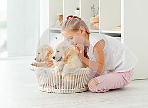 Girl playing with retriever puppies