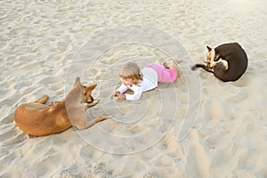 A little girl playing with stray dogs on the beach sand, abandoned animals in India, childlike spontaneity.