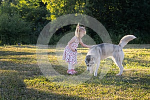 Little girl is playing and stroking husky dog