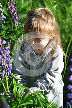 Little girl playing in sunny blooming forest, looking out from grass. Toddler child picking lupine flowers. Kids play outdoors. Su