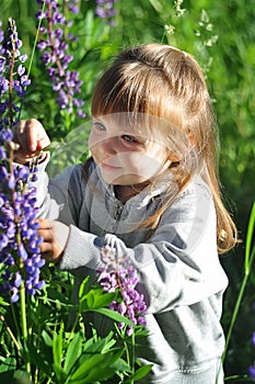 Little girl playing in sunny blooming forest, looking out from grass. Toddler child picking lupine flowers. Kids play outdoors. Su