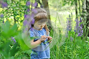 Little girl playing in sunny blooming forest. Toddler child picking lupine flowers. Kids play outdoors. Summer fun for family with