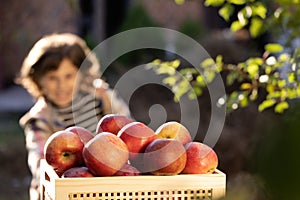 Little girl playing in tree orchard. Cute girl eating red delicious fruit. Child picking apples on farm in autumn