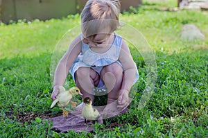 Little girl playing with two ducklings