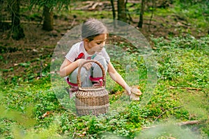 Little girl plucks a boletus mushroom from the ground. Woven basket beside