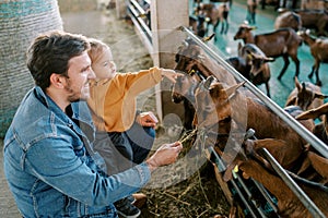 Little girl points to a goat eating hay from her father hand