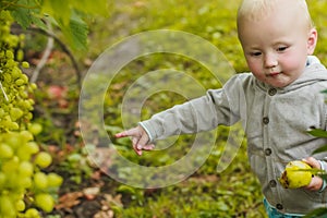 Little girl points to grapes growing on a bush. The child eats fresh fruits and berries from the garden. Organic farming, the