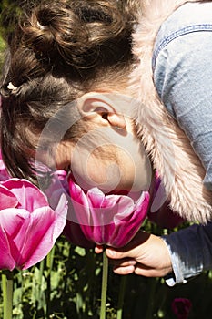 Little girl poking her nose into an open pink tulip