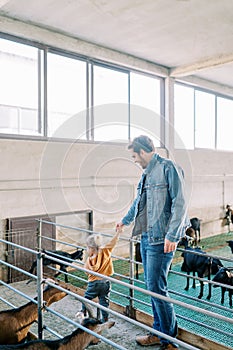 Little girl pulls a smiling dad by the hand to the goat pen