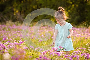 Little girl in a purple flower field in the summer