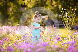 Little girl in a purple flower field in the summer
