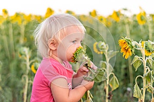 A little girl put a sunflower to her face and smells it like a flower