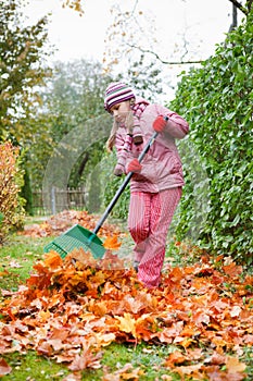 Little girl rake autumn leaves in garden