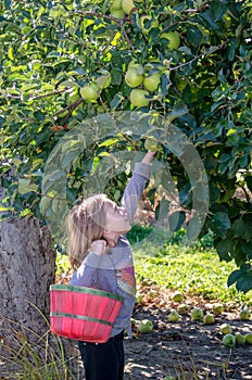 Little girl reaching for golden apples