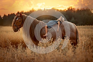 Little girl with red tinker horse in oats evening field