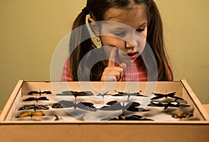 Little Girl Researching Entomology Collection of Tropical Butterflies