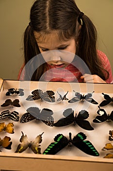 Little Girl Researching Entomology Collection of Tropical Butterflies