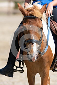 Little girl that rides a brown pony during Pony Game competition at the Equestrian School