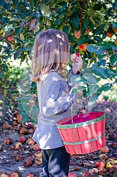 Little girl sampling a gala apple at a Michigan orchard