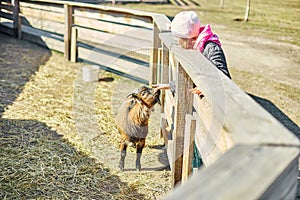 little girl scratches the head of a goat, Animal care farm