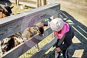 little girl scratches the head of a goat, Animal care farm