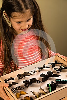 Little Girl Scrutinizes Entomology Collection of Tropical Butterflies