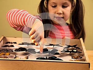 Little Girl Scrutinizes Entomology Collection of Tropical Butterflies