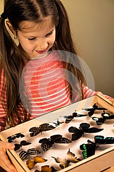 Little Girl Scrutinizes Entomology Collection of Tropical Butterflies