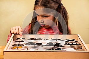 Little Girl Scrutinizes Entomology Collection of Tropical Butterflies