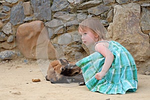 Little girl and small goat (kid)