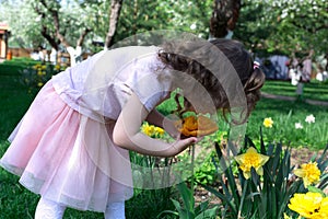 Little girl smell bright yellow flower at spring time