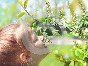 Little girl smelling blooming tree. Happy child enjoying nature outdoors. A  child in the garden sniffs flower of bird cherry