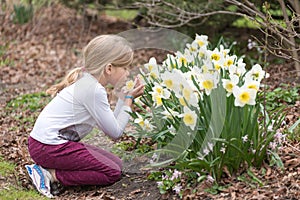 Little girl is sniffing narcissus flower in a park in spring