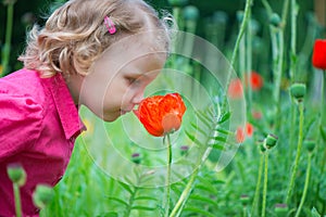 Little girl sniffing red poppies
