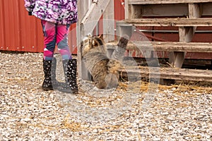 Little girl standing next to fluffy calico cat stratching