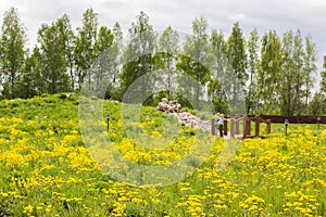 Little girl stands on bridge in park overgrown with dandelions