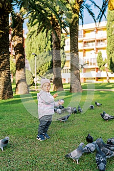 Little girl stands on a green lawn next to pigeons