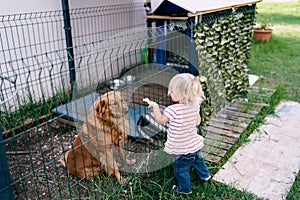 Little girl stands near the aviary with a big red dog