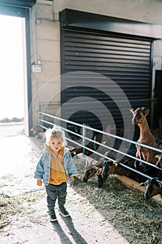 Little girl stands near the fence of a goat pen and looks ahead