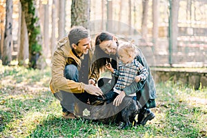 Little girl stands next to mom and dad stroking a french bulldog in the forest