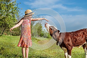 Little girl is stroking a calf in a field